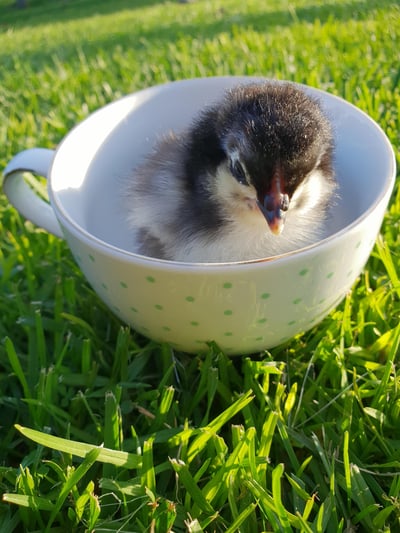 Chicky in a Cup